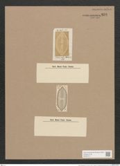 Navicula transfuga Grun. (de-Toni-Nr.: Genus 1, Species 371) Zeichnungen Sammlung Grunow Nr. 838 (NHMW-BOT-W0367271)